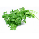 Coriander essential oil