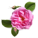 Rose Absolute Bourboniana (India)
